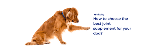Exploring the Power of Joint Supplements for Dogs - K9 Vitality