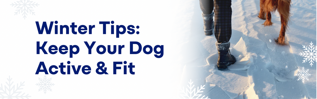 How to Keep Your Dog Active and Fit in Winters