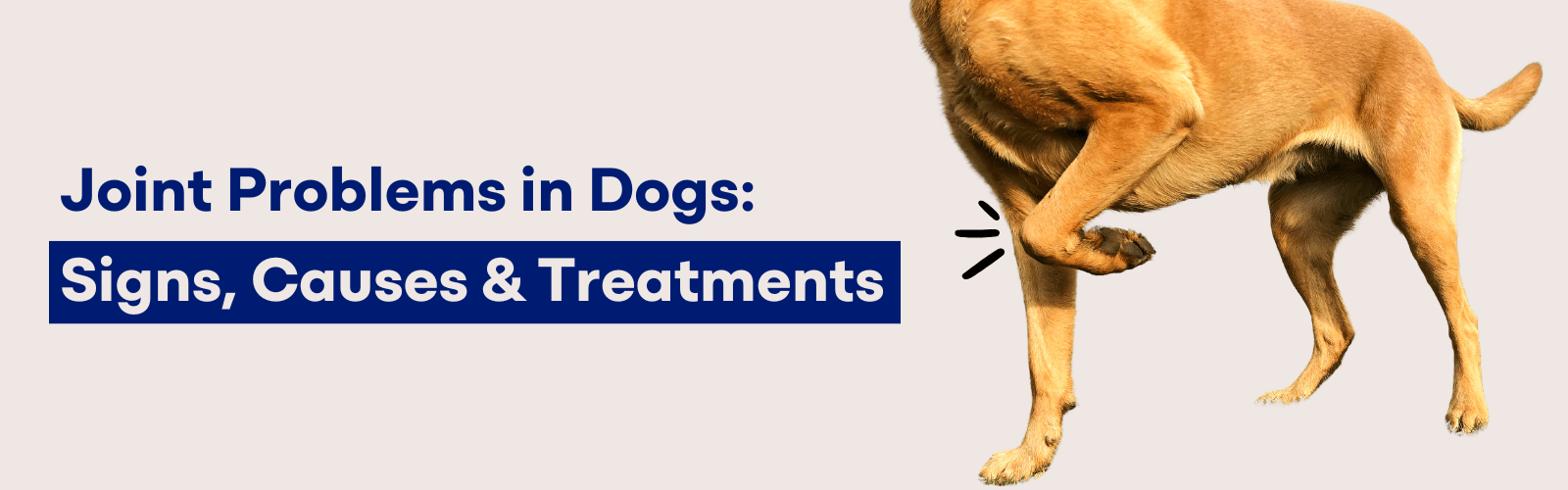 Joint Problems In Dogs Joint Problems in Dogs: Signs, Causes & Treatments – K9 Vitality
