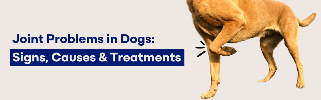 Joint Problems in Dogs: Signs, Causes & Treatments