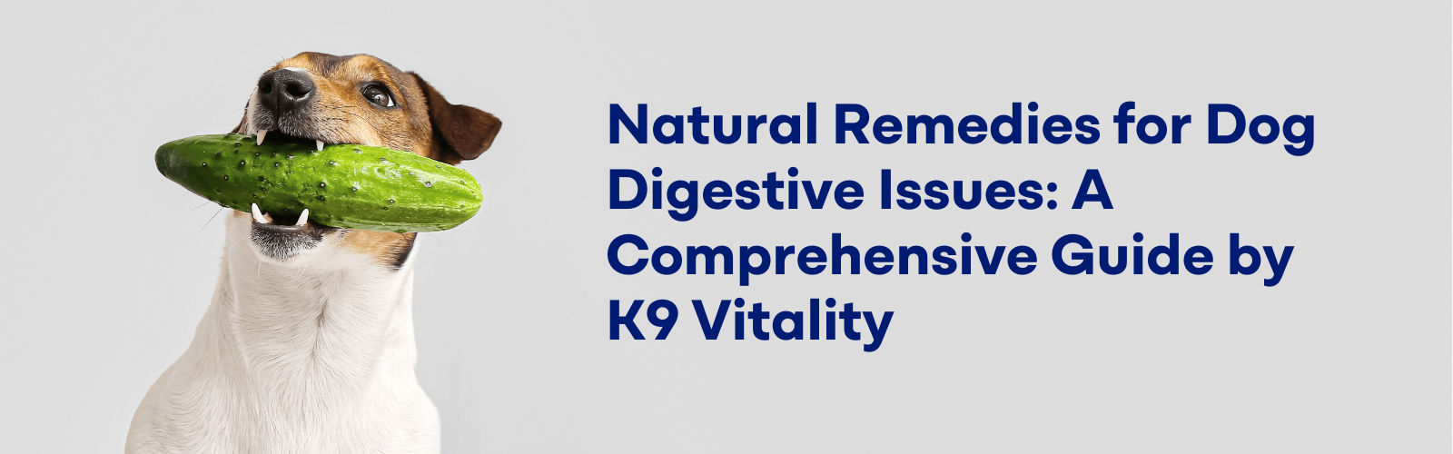 Dog Bloated Stomach Home Remedy: Gas Relief Guide (2026) – K9 Vitality