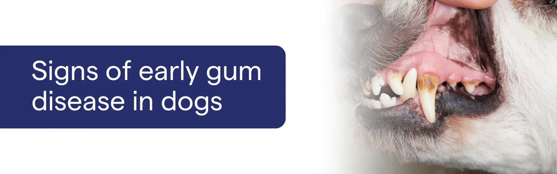 Signs of Early Gum Disease in Dogs