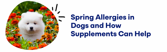 Spring Allergies in Dogs