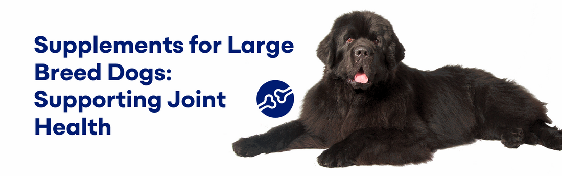 Supplements for Large Breed Dogs