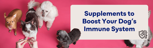 Supplements to Boost Your Dog’s Immune System