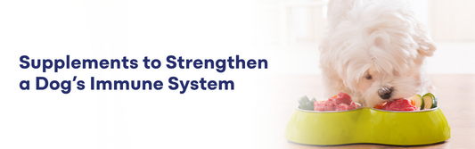 Supplements to Strengthen a Dog’s Immune System