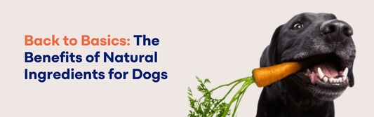 Natural Ingredients in Dog Nutrition