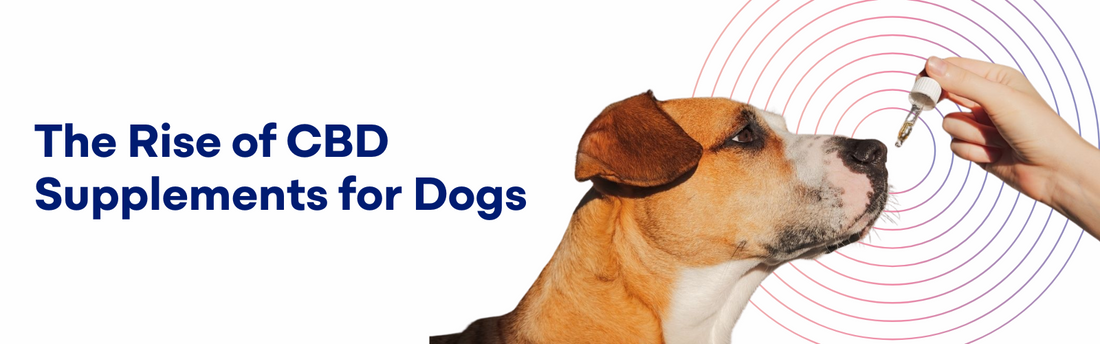 CBD Supplements for Dogs