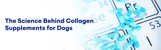 Science Behind Collagen Supplements for Dogs