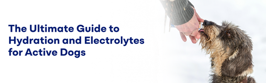 Guide to Hydration and Electrolytes for Active Dogs