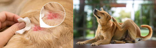 Understanding Canine Allergies and How to Manage Them