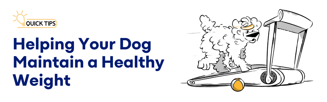 10 Tips for Creating an Effective Weight Management Plan for Dogs