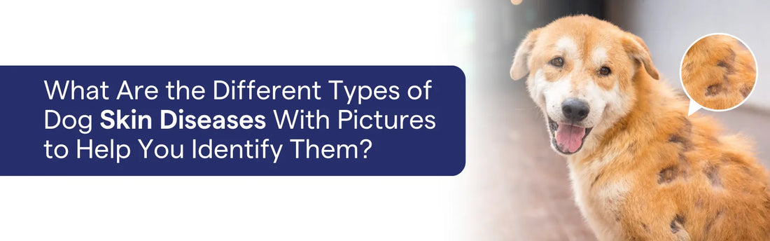 Different Types of Dog Skin Diseases