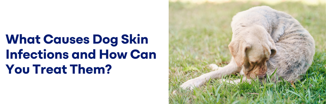 Causes Dog Skin Infections