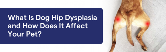 What Hip Dysplasia