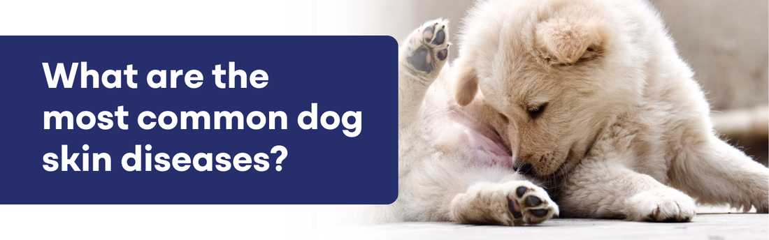 Most Common Dog Skin Diseases