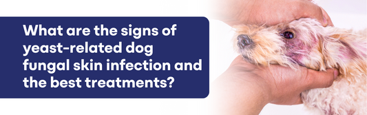 What Are the Signs of Yeast-Related Dog Fungal Skin Infection and the Best Treatments?