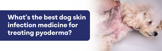 Best Dog Skin Infection Medicine for Treating Pyoderma