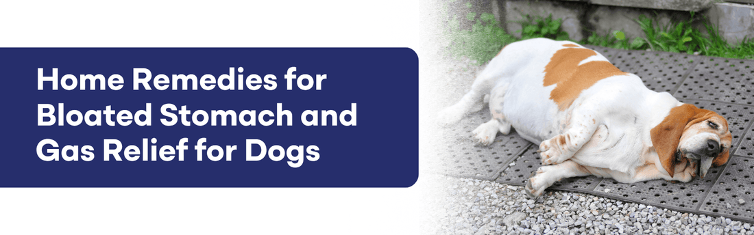 Dog bloated stomach home remedy - signs of bloating and gas relief tips for Indian pet parents