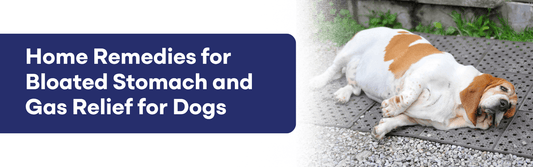 Dog bloated stomach home remedy - signs of bloating and gas relief tips for Indian pet parents