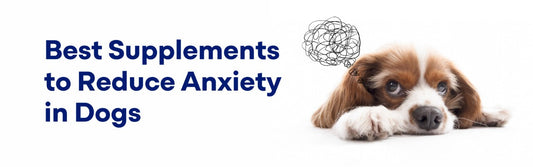 Best Supplements to Reduce Anxiety in Dogs