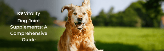 senior dog using joint supplements running without any problem