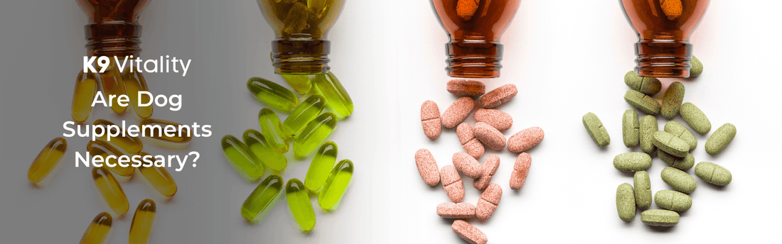 Are Dog Supplements Necessary?