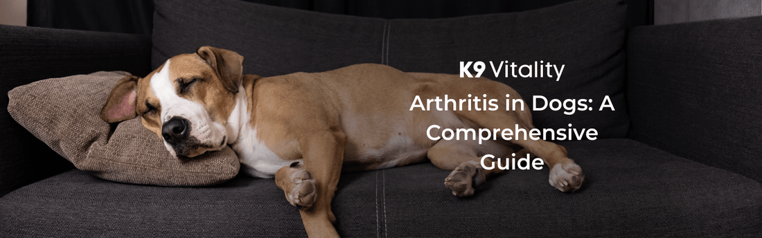 Managing arthritis in dogs