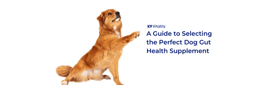 how to choose best dog gut health supplement