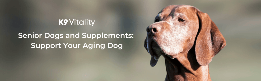supplements for senior dogs