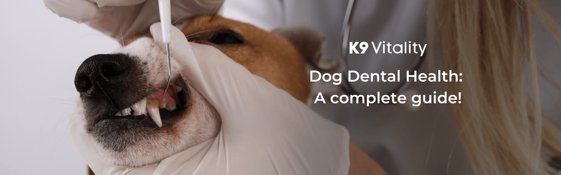 Dog Dental Health: A complete guide! - K9 Vitality