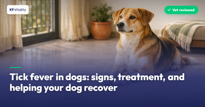 Tick fever in dogs: signs, treatment, and helping your dog recover