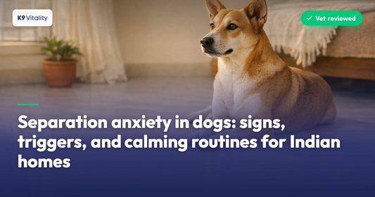 Separation anxiety in dogs: signs, triggers, and calming routines for Indian homes
