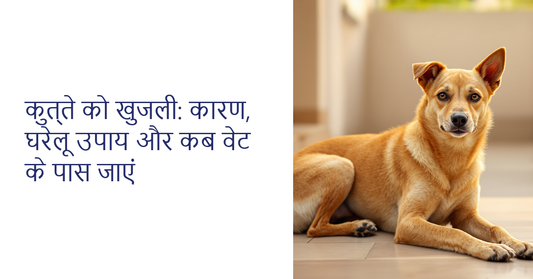 Dog khujli - Indian indie dog resting on a terrace | K9 Vitality