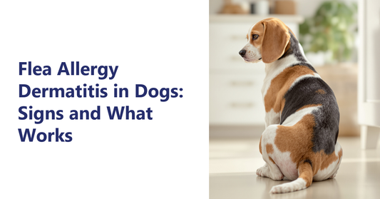 Flea allergy dermatitis in dogs - beagle sitting in an Indian home | K9 Vitality