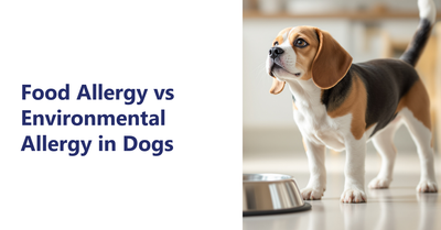 Food Allergy vs Environmental Allergy in Dogs
