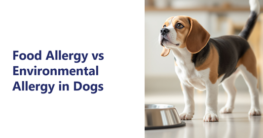 Food allergy vs environmental allergy in dogs - beagle beside a food bowl | K9 Vitality