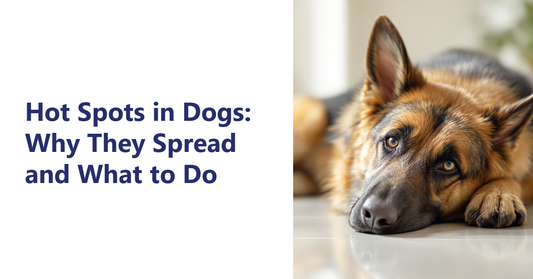Hot spots in dogs - german shepherd resting on a tiled floor | K9 Vitality