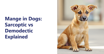 Mange in Dogs: Sarcoptic vs Demodectic Explained