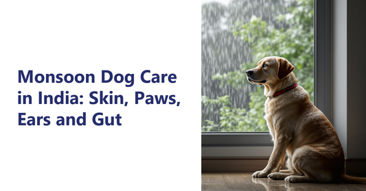 Monsoon dog care India - labrador watching monsoon rain from a window | K9 Vitality