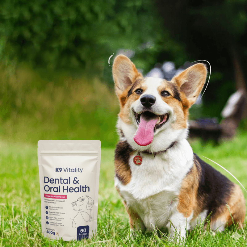 Why Your Dog's Oral Health Needs Daily Support