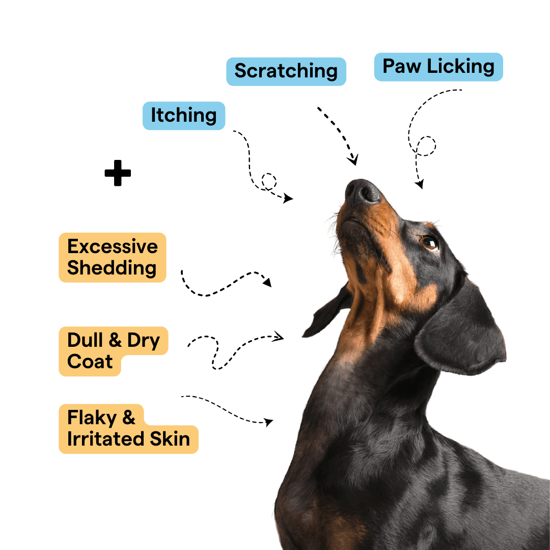 Probiotics + Skin & Coat Duo