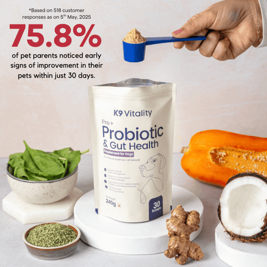 Pre + Probiotics & Gut Health For Dogs