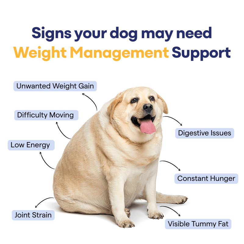 Weight Management Supplement for Dogs