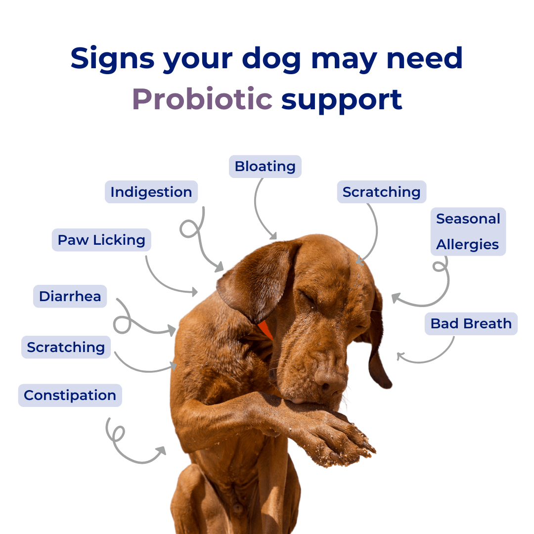 Pre + Probiotics & Gut Health For Dogs