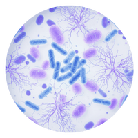 Probiotics + Chicory Root