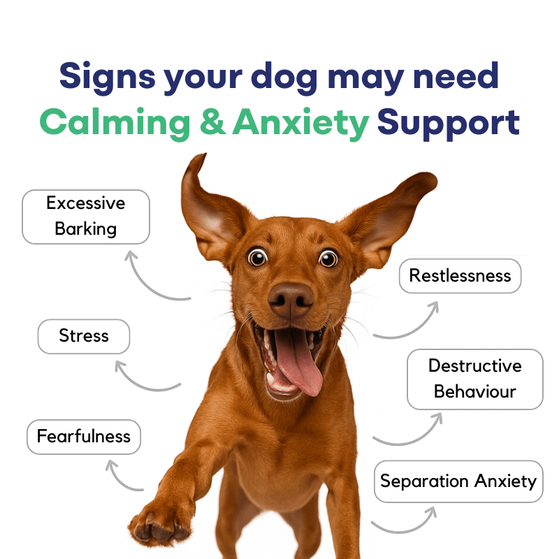 Sign dog need Calming and Anxiety support