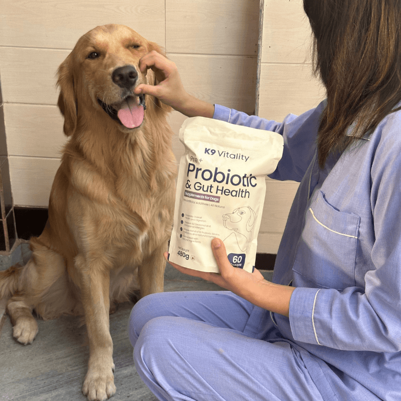 Vet with Golden Retriever and K9 Vitality Probiotics