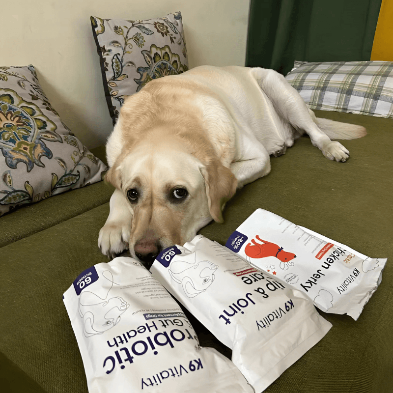 Dog with K9 Vitality supplement range