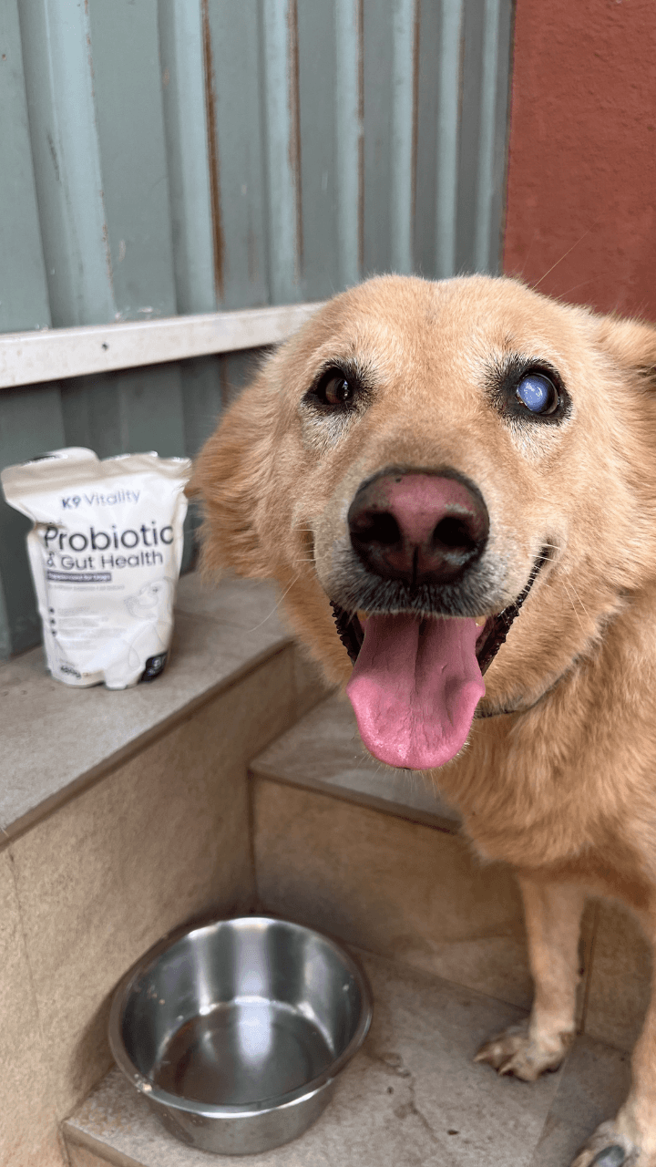 Senior rescue dog supported by K9 Cares